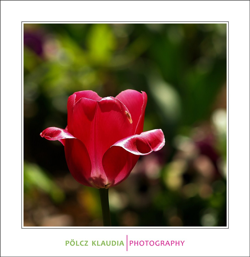 2012.04.25. tulipános (10)