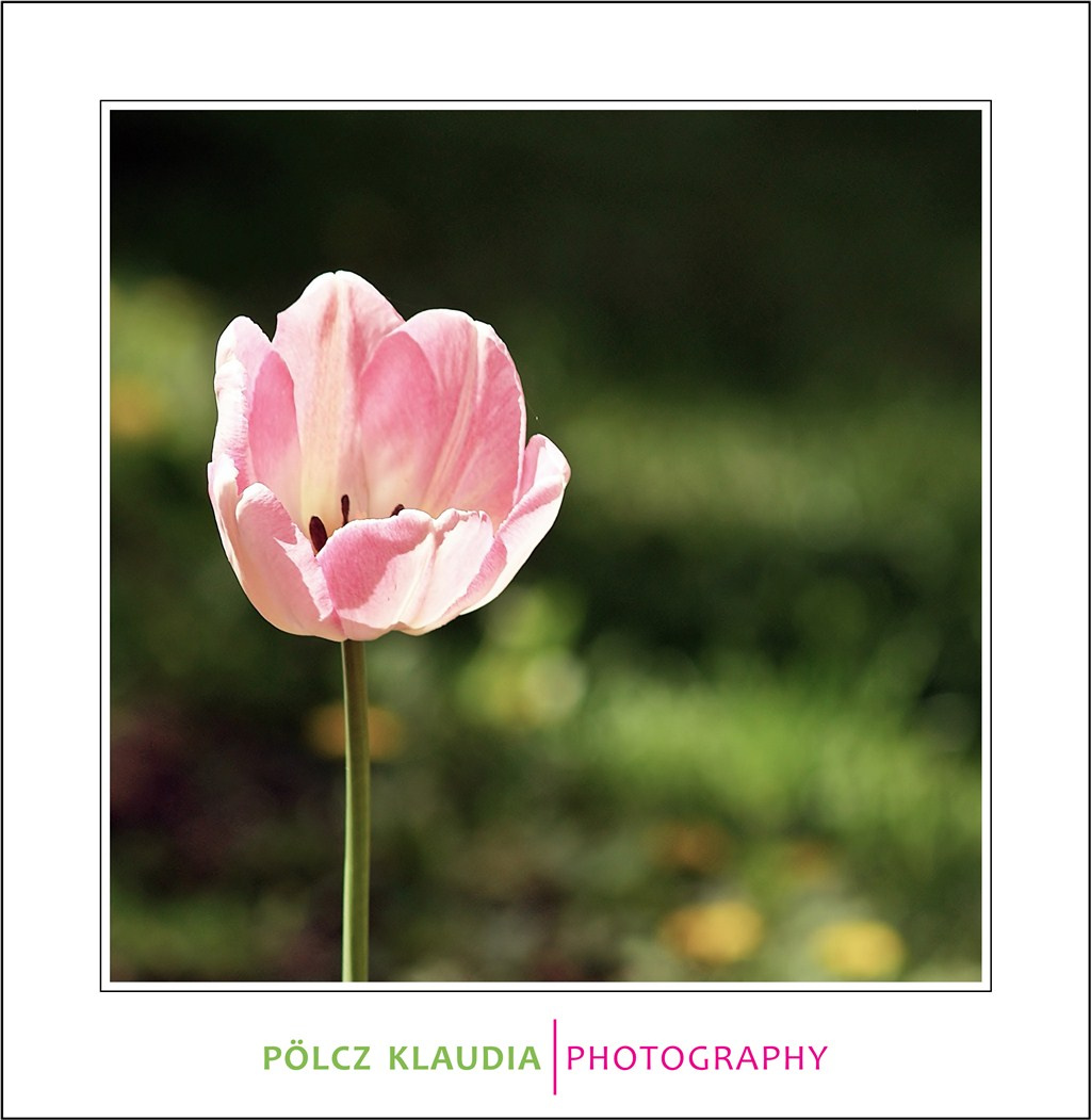 2012.04.25. tulipános (17)