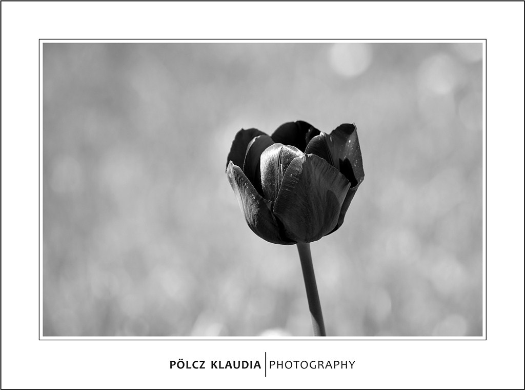 2012.04.25. tulipános (5)