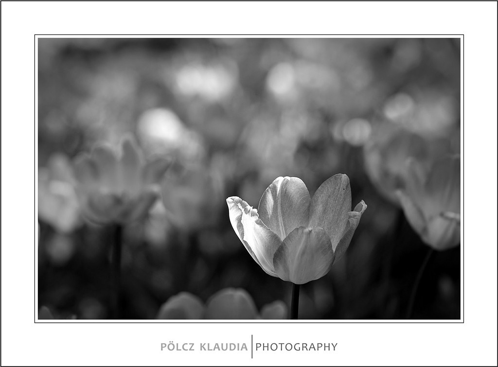 2012.04.25. tulipános (13)