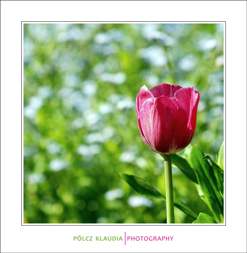 2012.05.01. a lakótelepen a tulipán