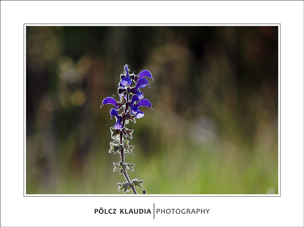 2012.05.26. a mezőn (5)