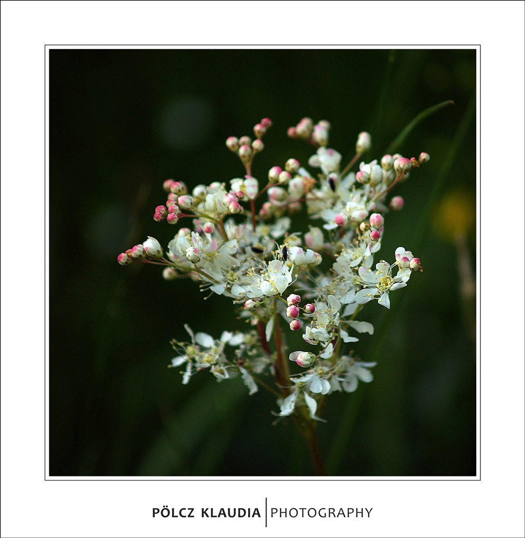 2012.05.26. a mezőn (19)