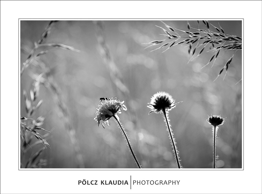 2012.05.26. a mezőn (3)