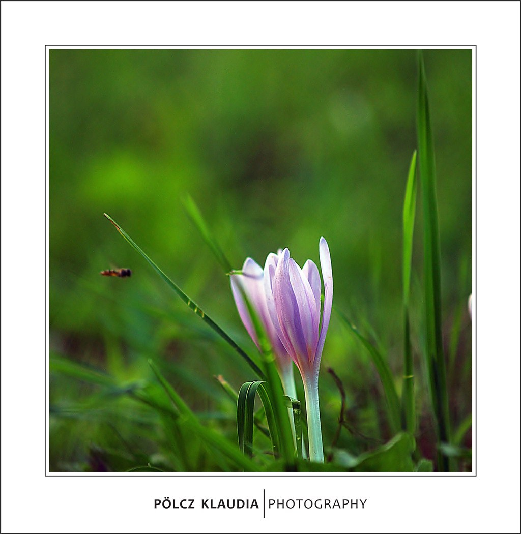 őszi kikerics (Colchicum autumnale)