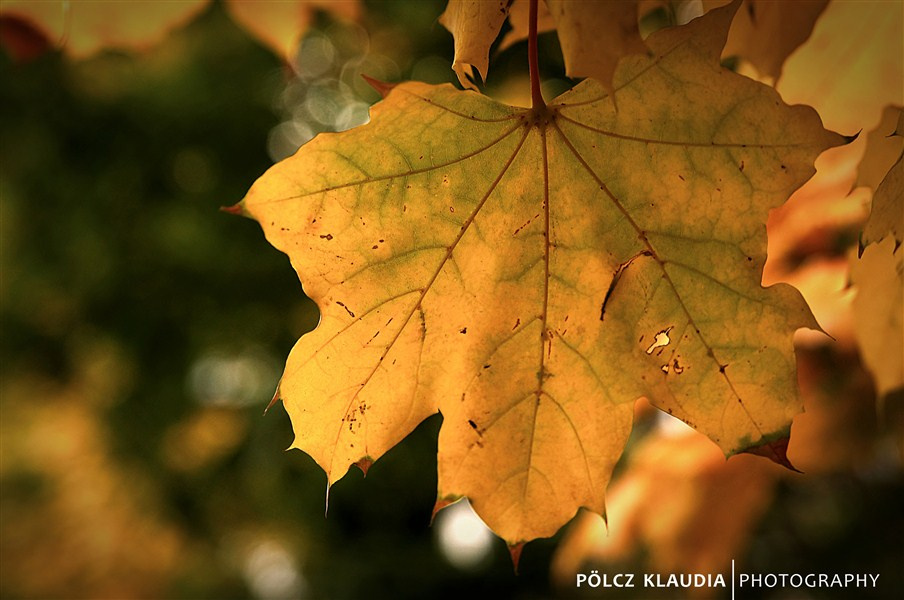 2012.10.20. ősz a lakótelepen (12)