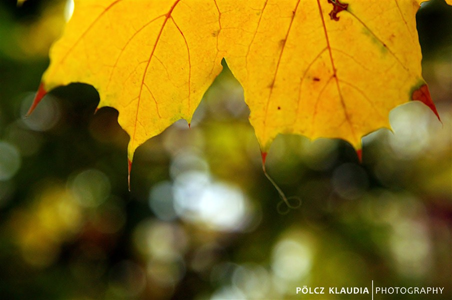 2012.10.20. ősz a lakótelepen (13)