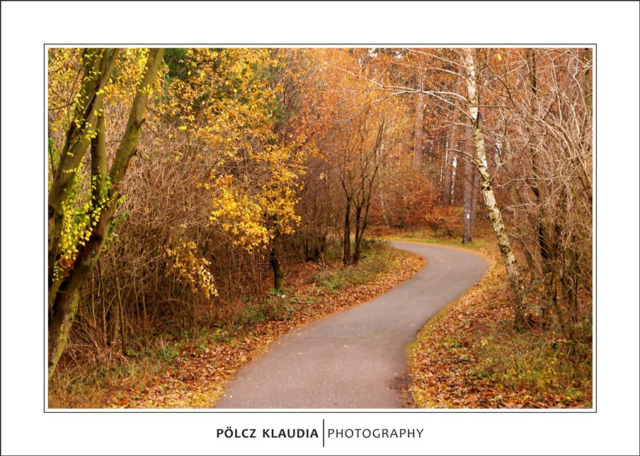 2012.11.24. Séta a Károly kilátó felé (10)