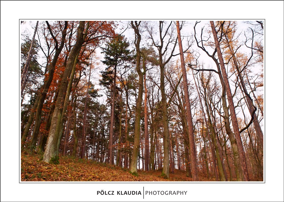 2012.11.24. Séta a Károly kilátó felé (35)