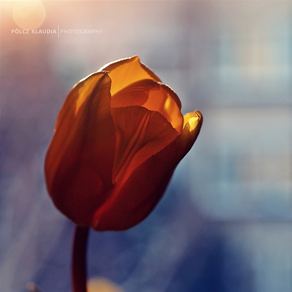 Napsütéses tulipán