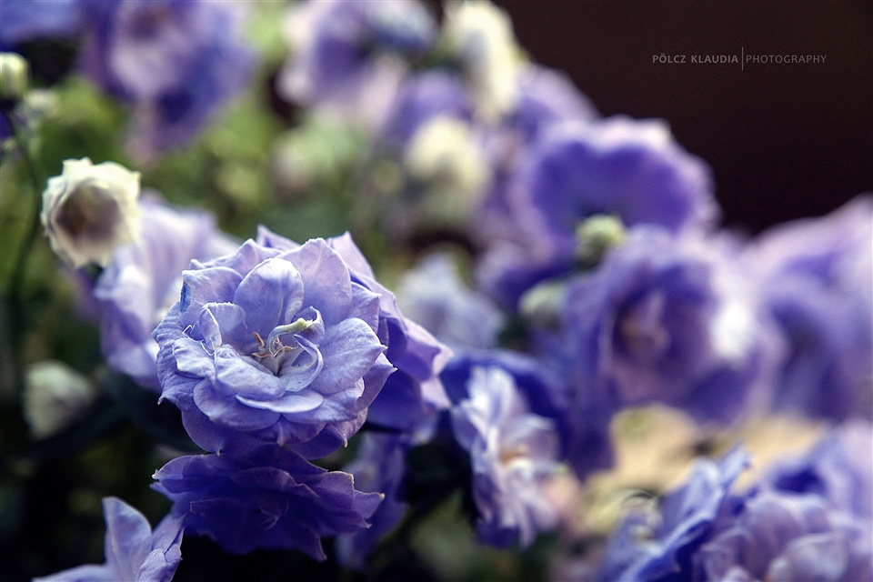 Campanula x haylodgensis 'Blue Wonder' Teltvirágú Harangvirág