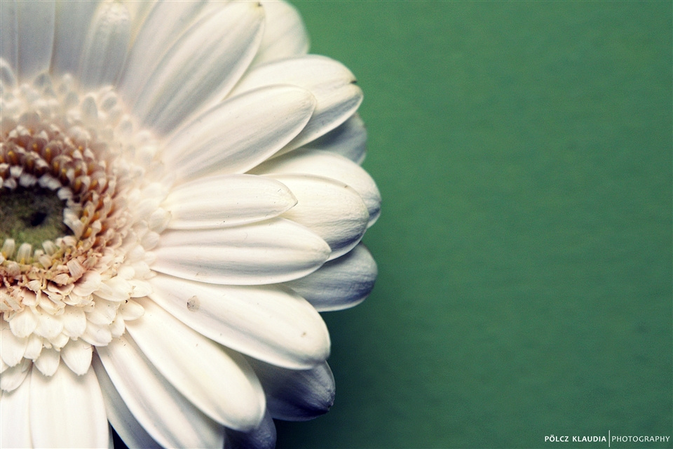 Gerbera