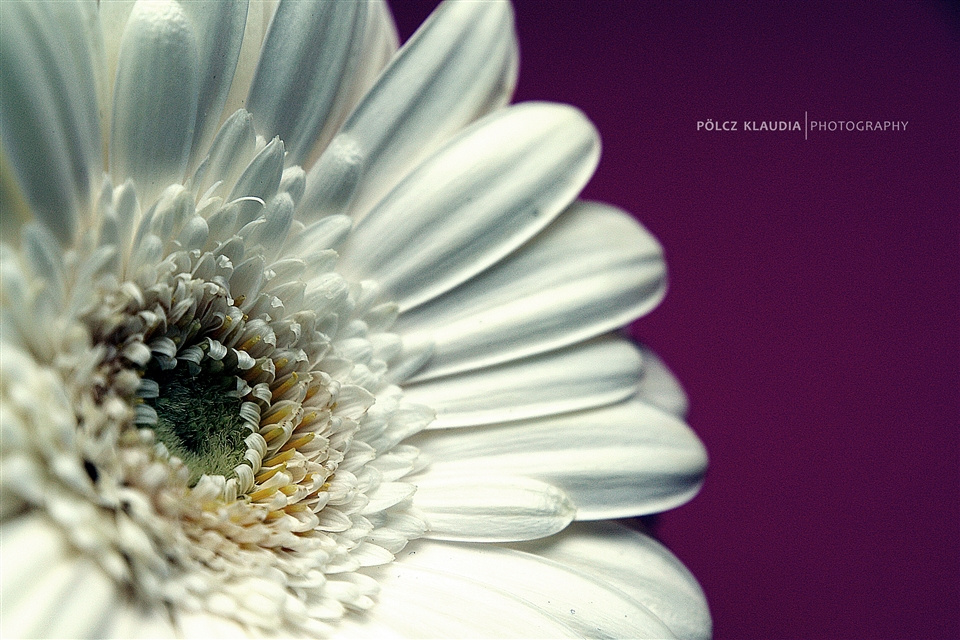 Gerbera