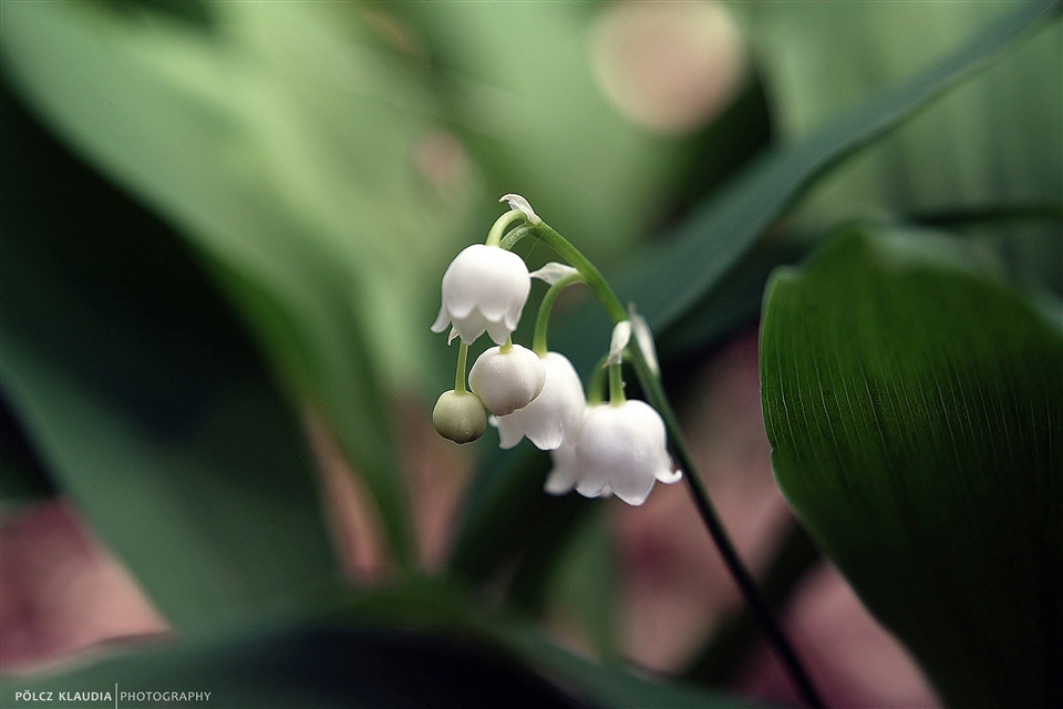 A gyöngyvirág (Convallaria majalis)