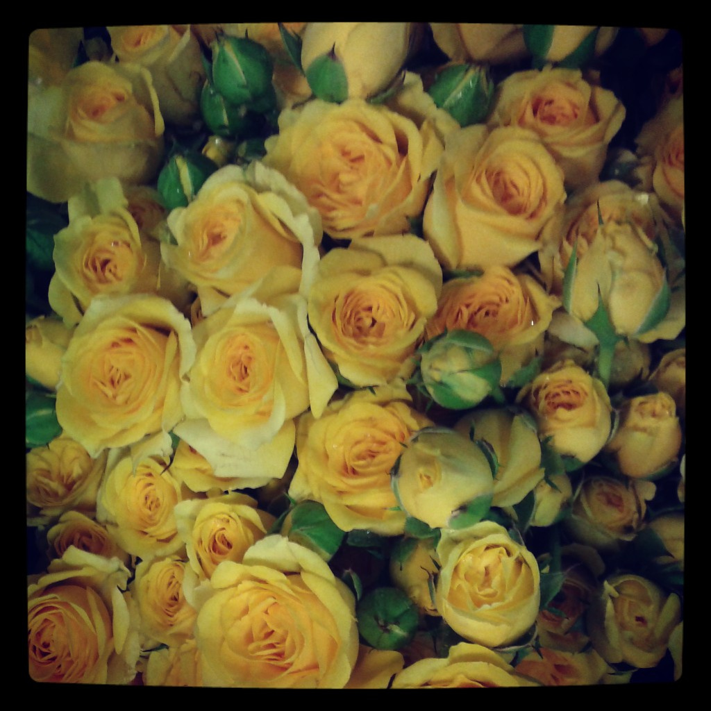 Csütörtökön - sárga rózsa