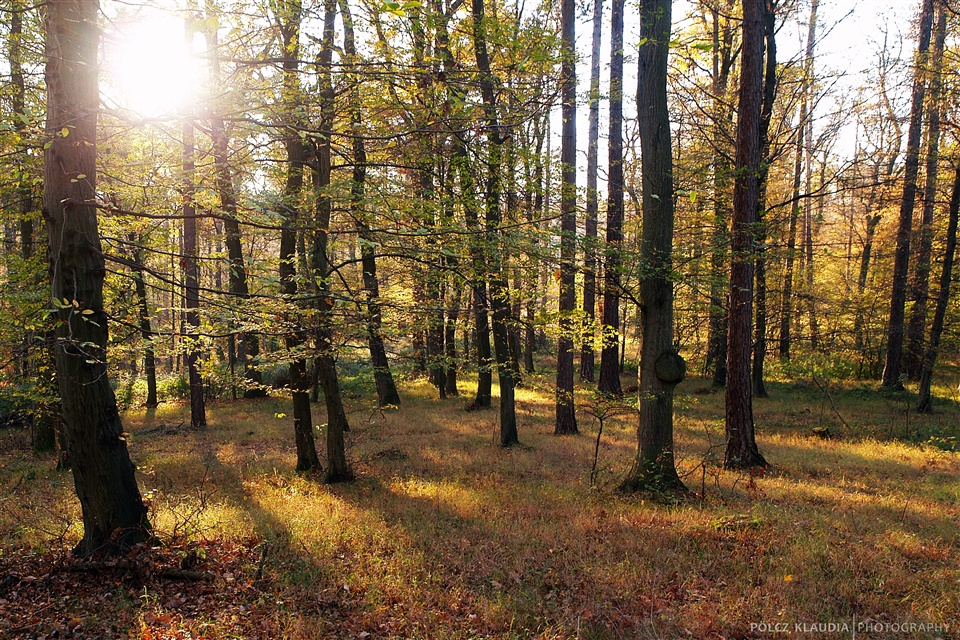 soproni erdő