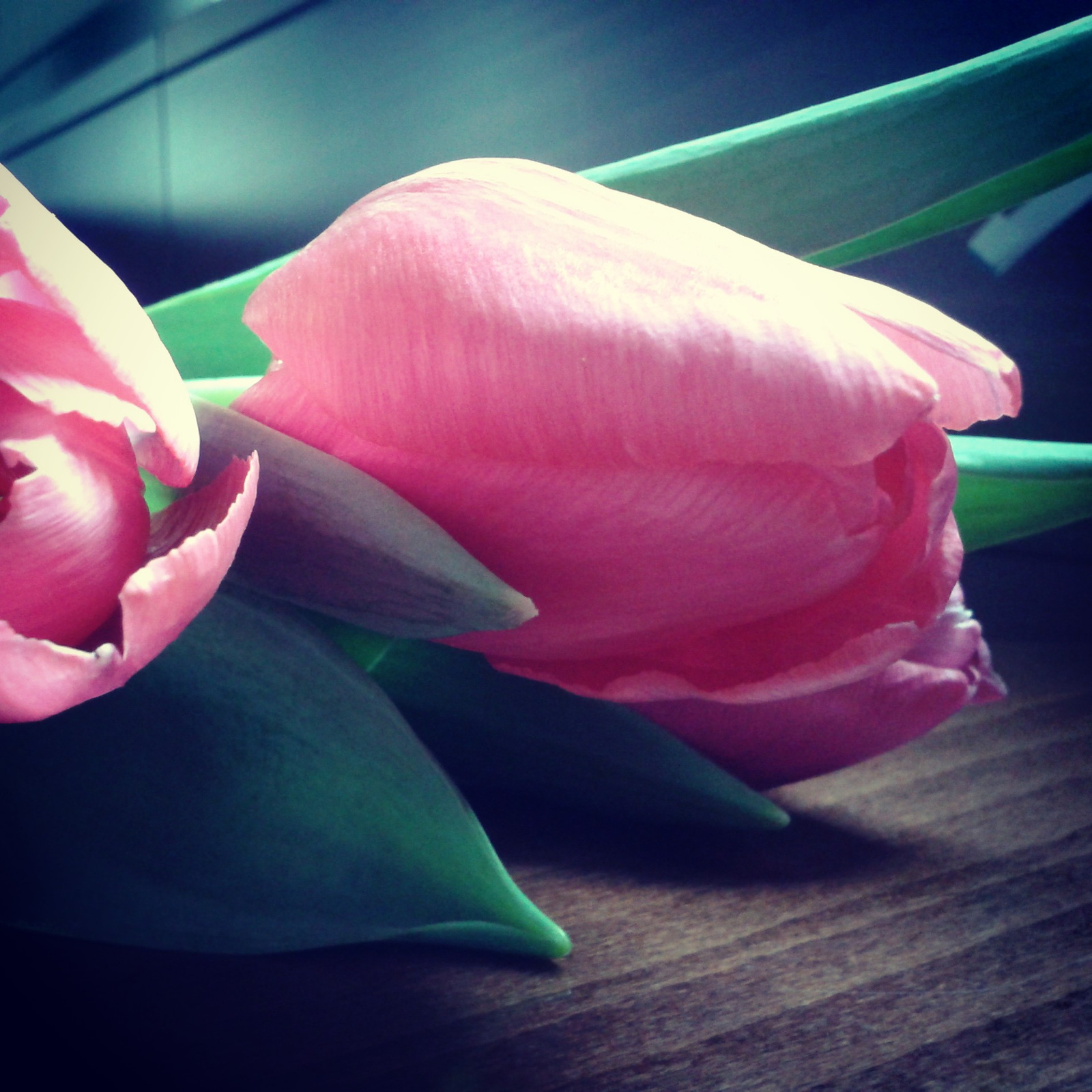 Szombat - ajándék tulipán