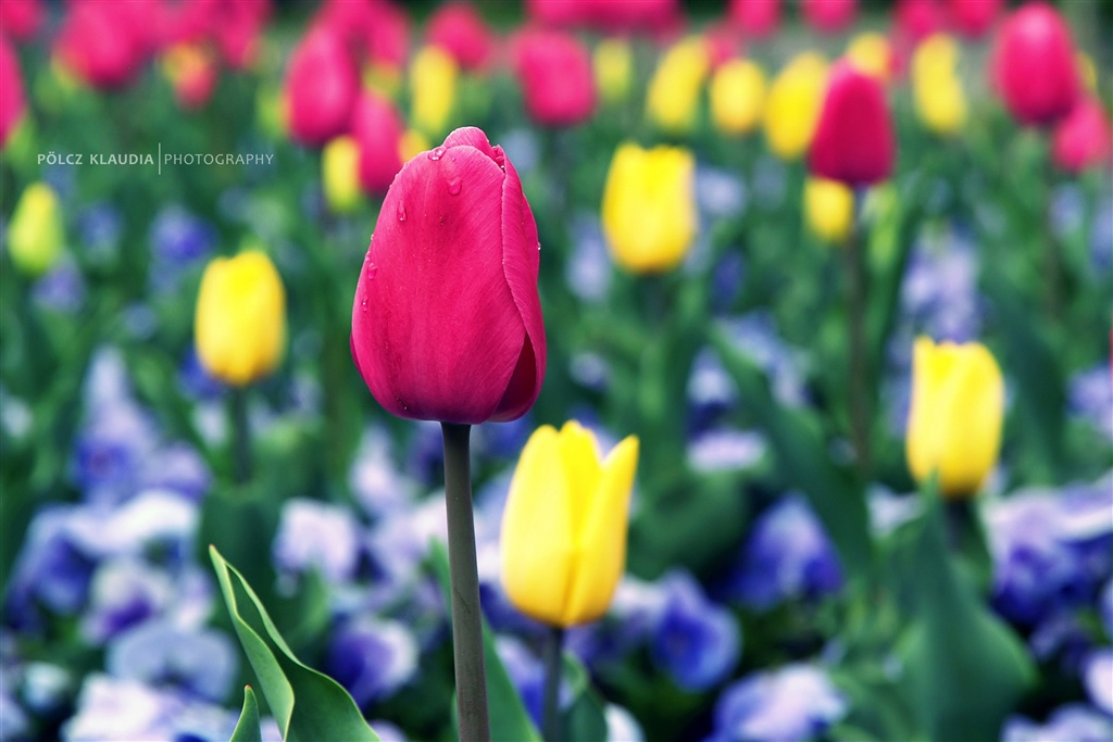 Körforgalmi tulipánok