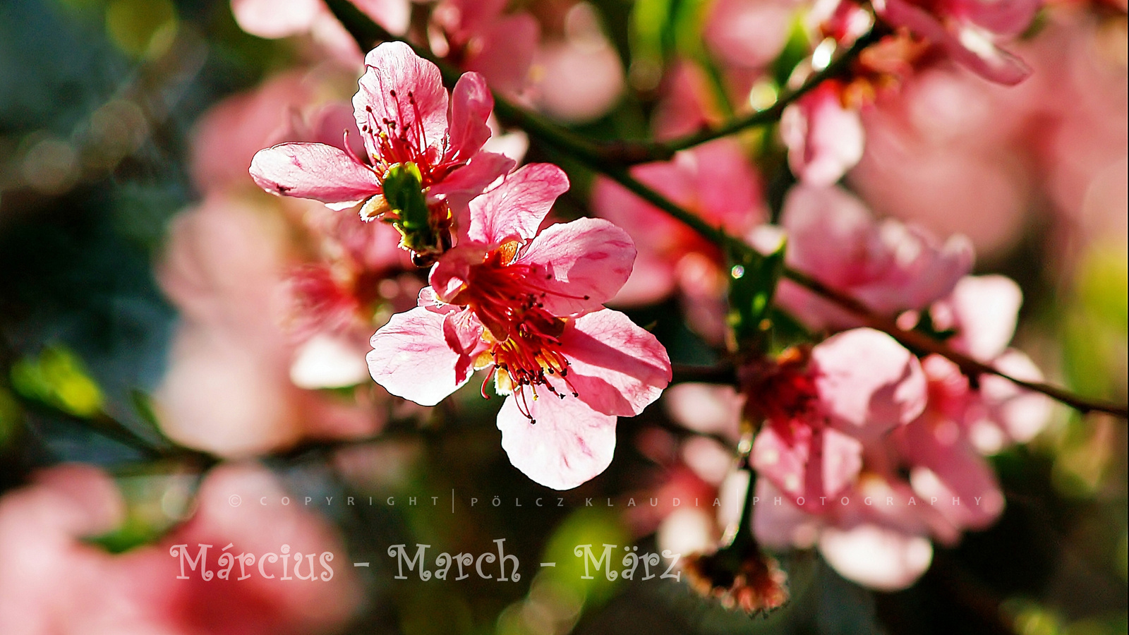 Tavaszváró - március (12)