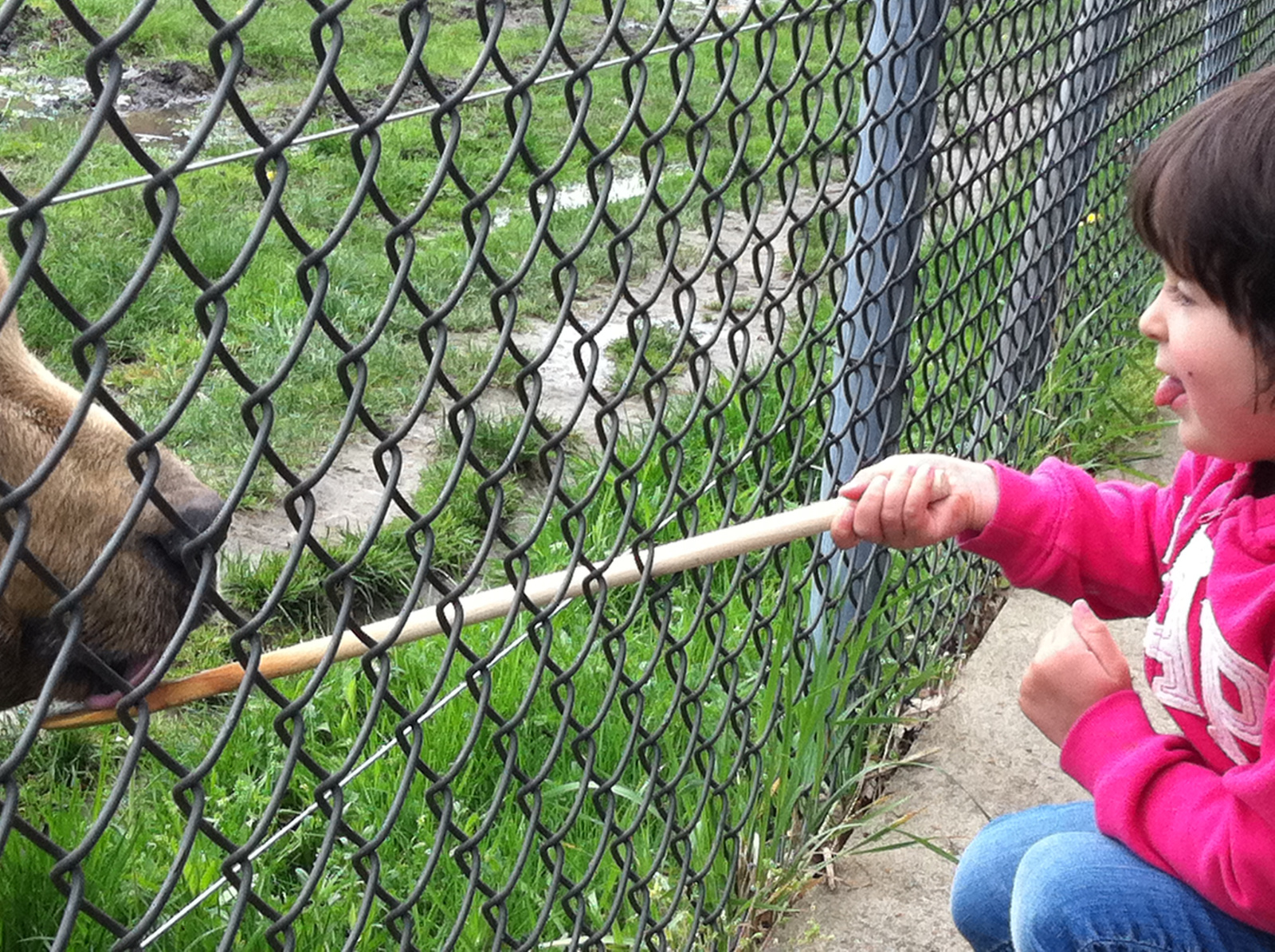 licking bear