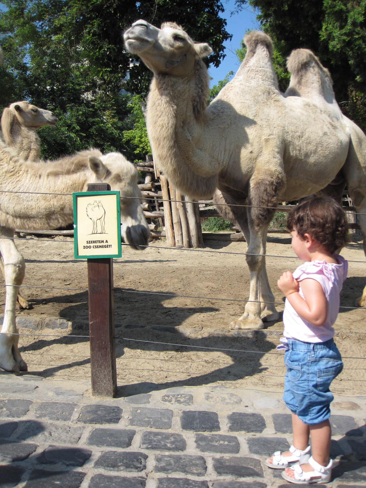 friendly camels