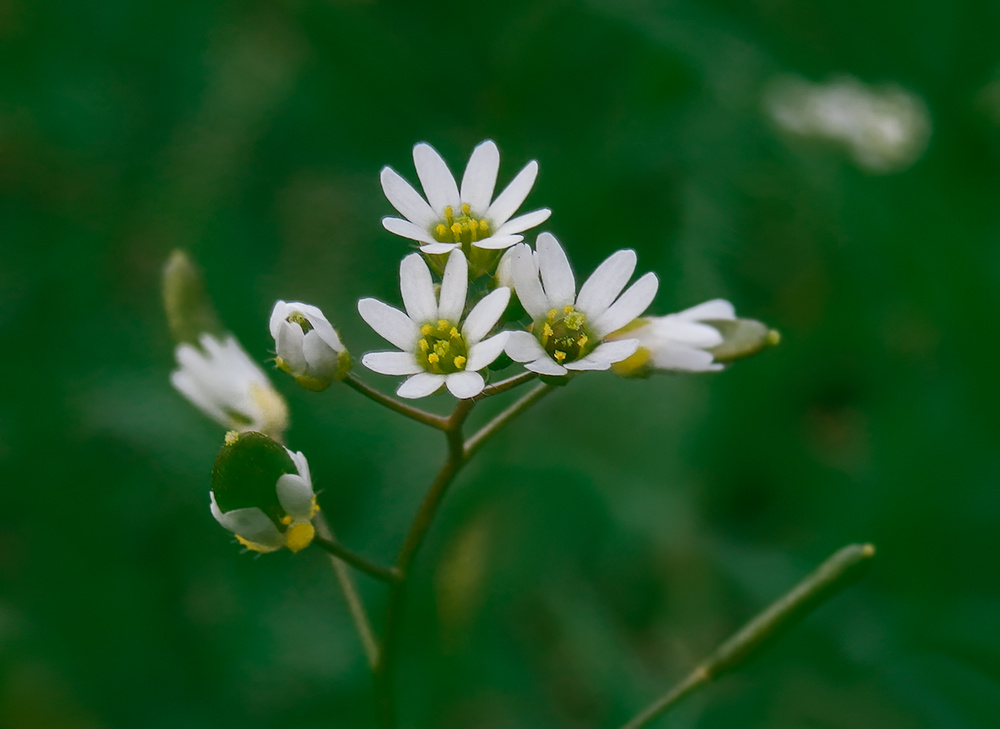 A legkisebb virág