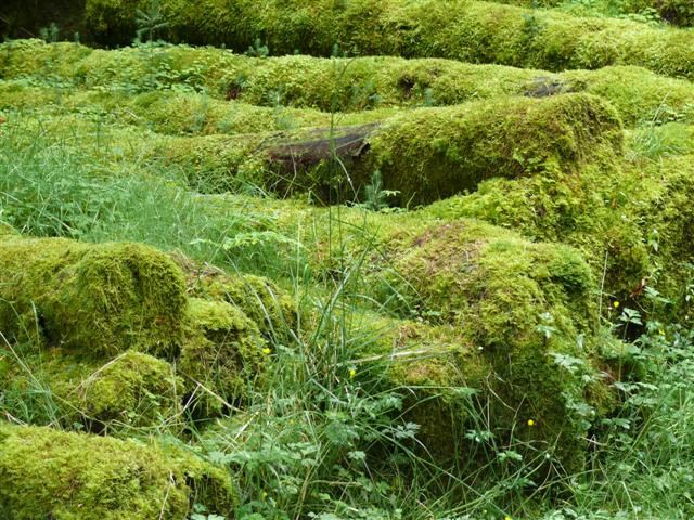 Drymen - Rowardennan