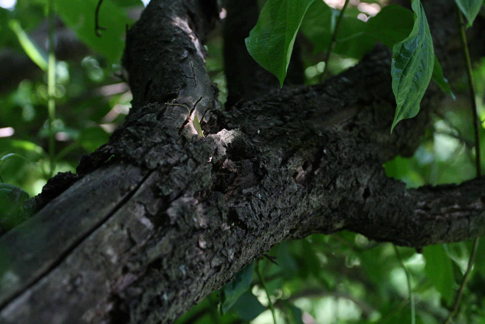 Little light on the tree