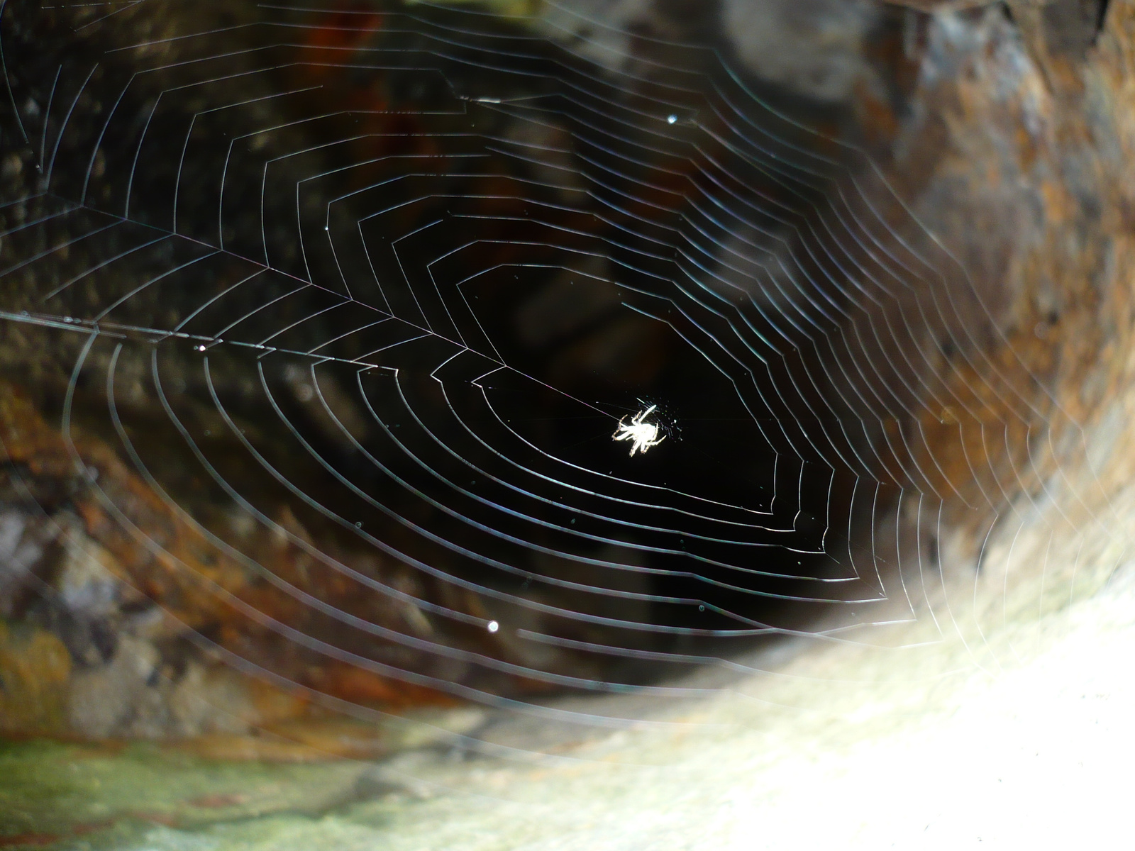a pók hálójában
