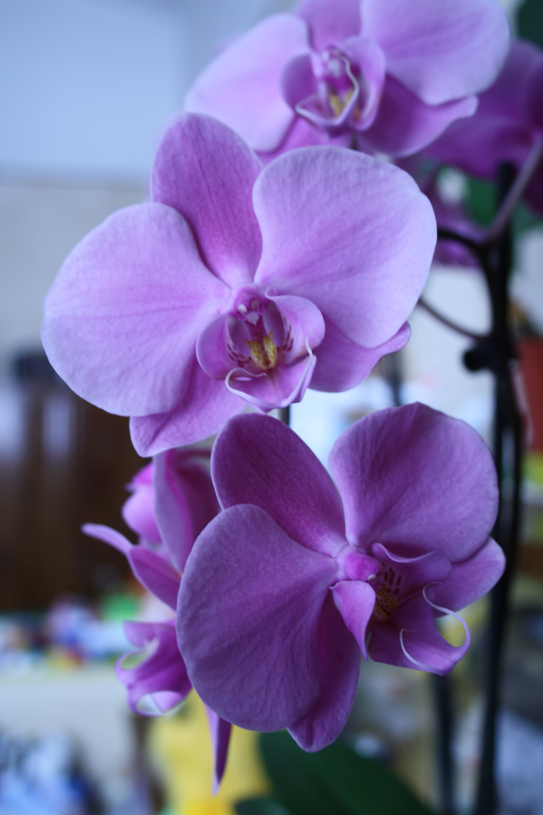 Lila Orchideák..