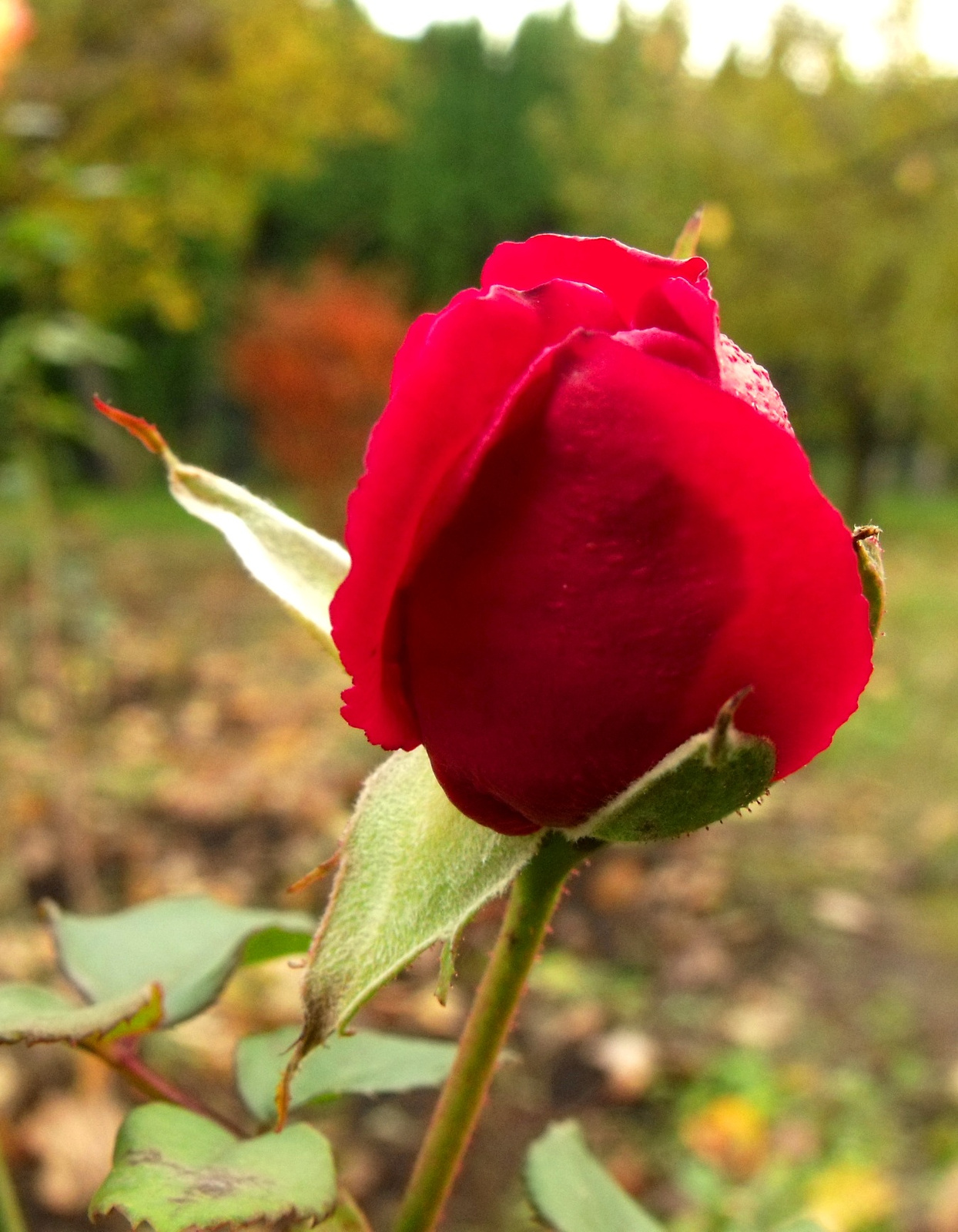 Őszi-rózsa