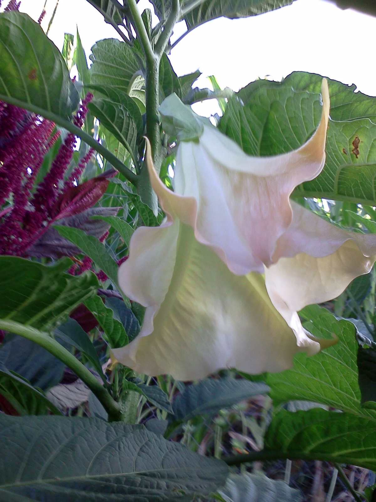 Brugmansia - Angyaltrombita - rózsaszín