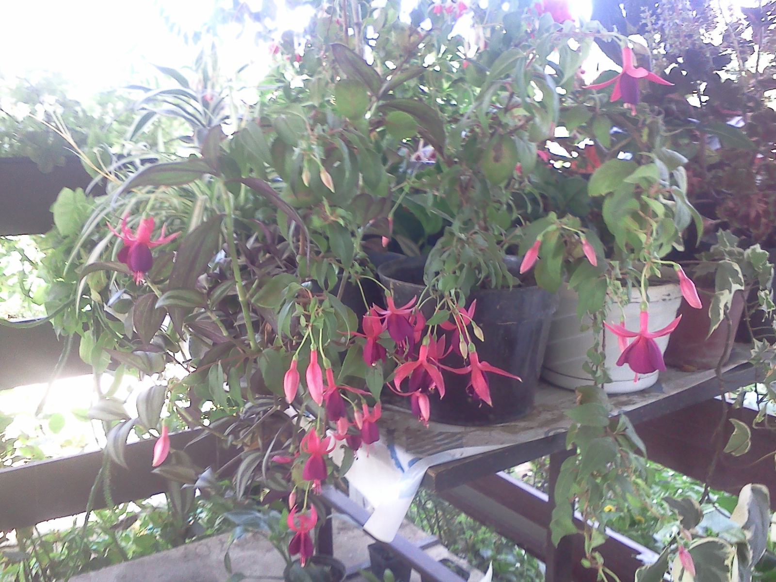 Fuchsia magellanica 'Tom thumb' (6)