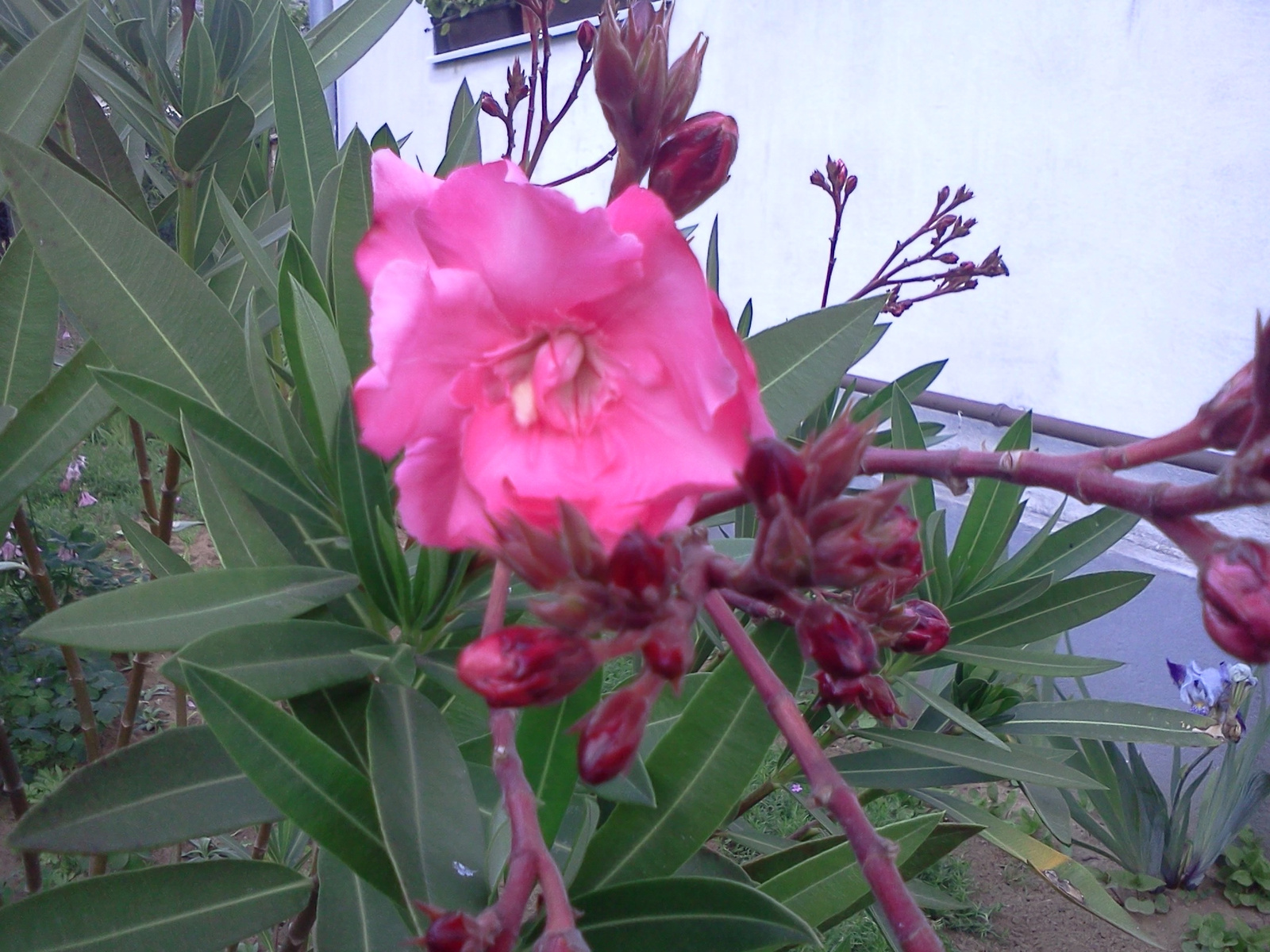 Nerium Oleander ’Splendens Giganteum’ (2)