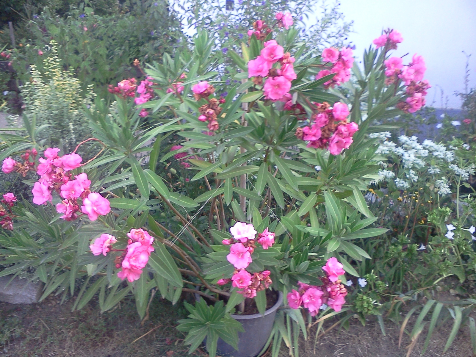 Nerium Oleander ’Splendens Giganteum’ (3)