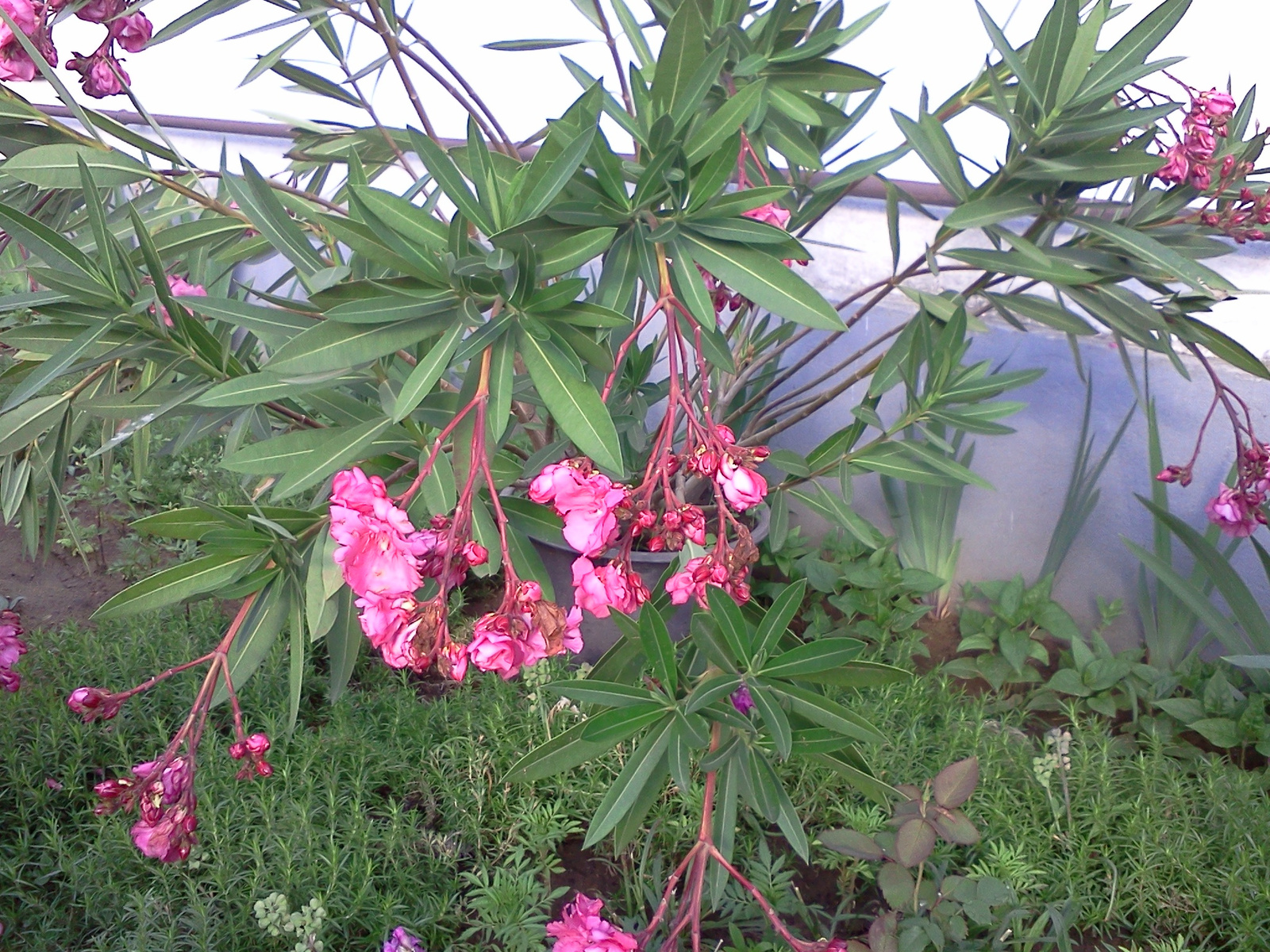 Nerium Oleander ’Splendens Giganteum’ (4)