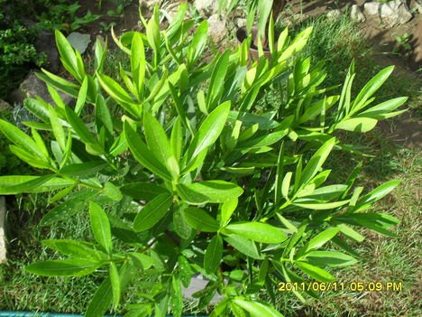 Nerium Oleander ’Splendens Giganteum’ (6)