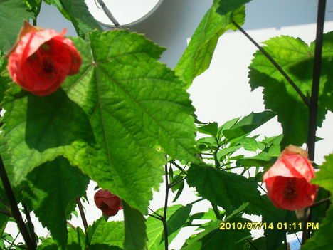 Abutilon x hybridum 'Nabob' - Selyemmályva (2)