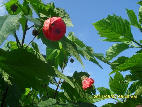 Abutilon x hybridum 'Nabob' - Selyemmályva (3)