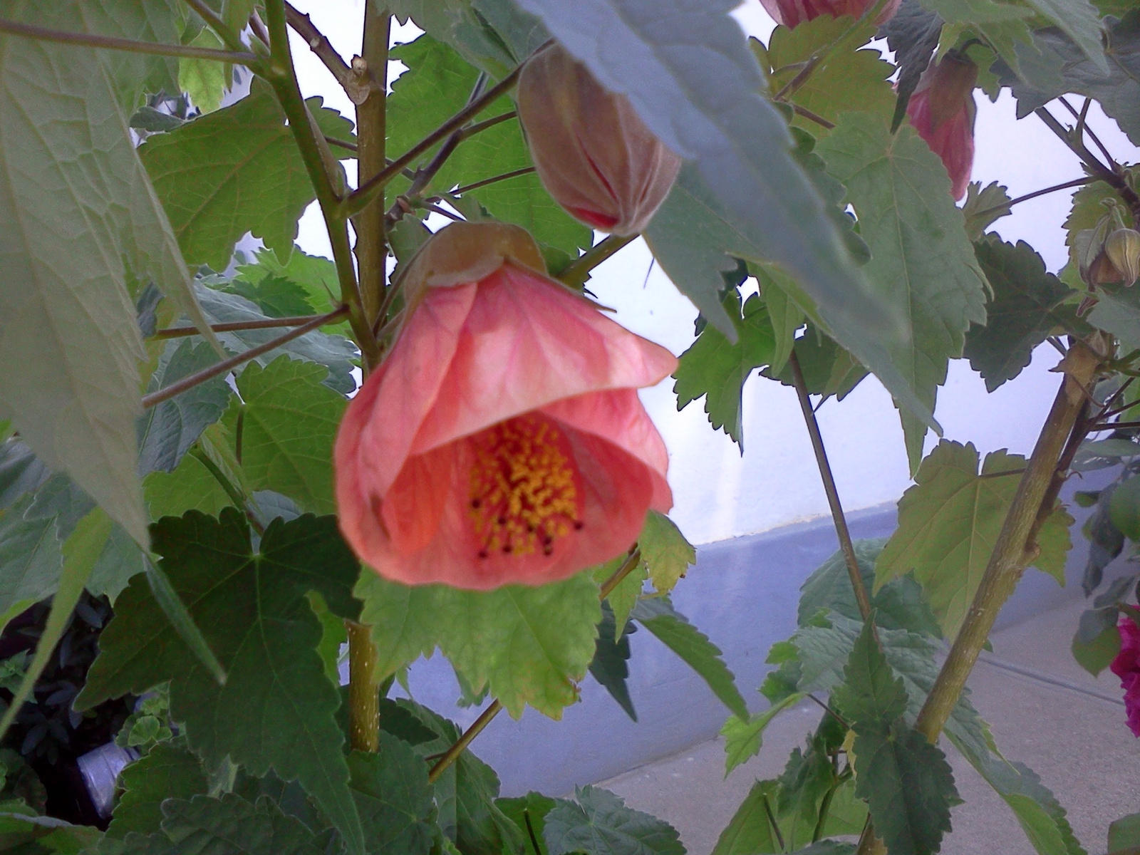 Abutilon x hybridum 'Nabob' - Selyemmályva (4)