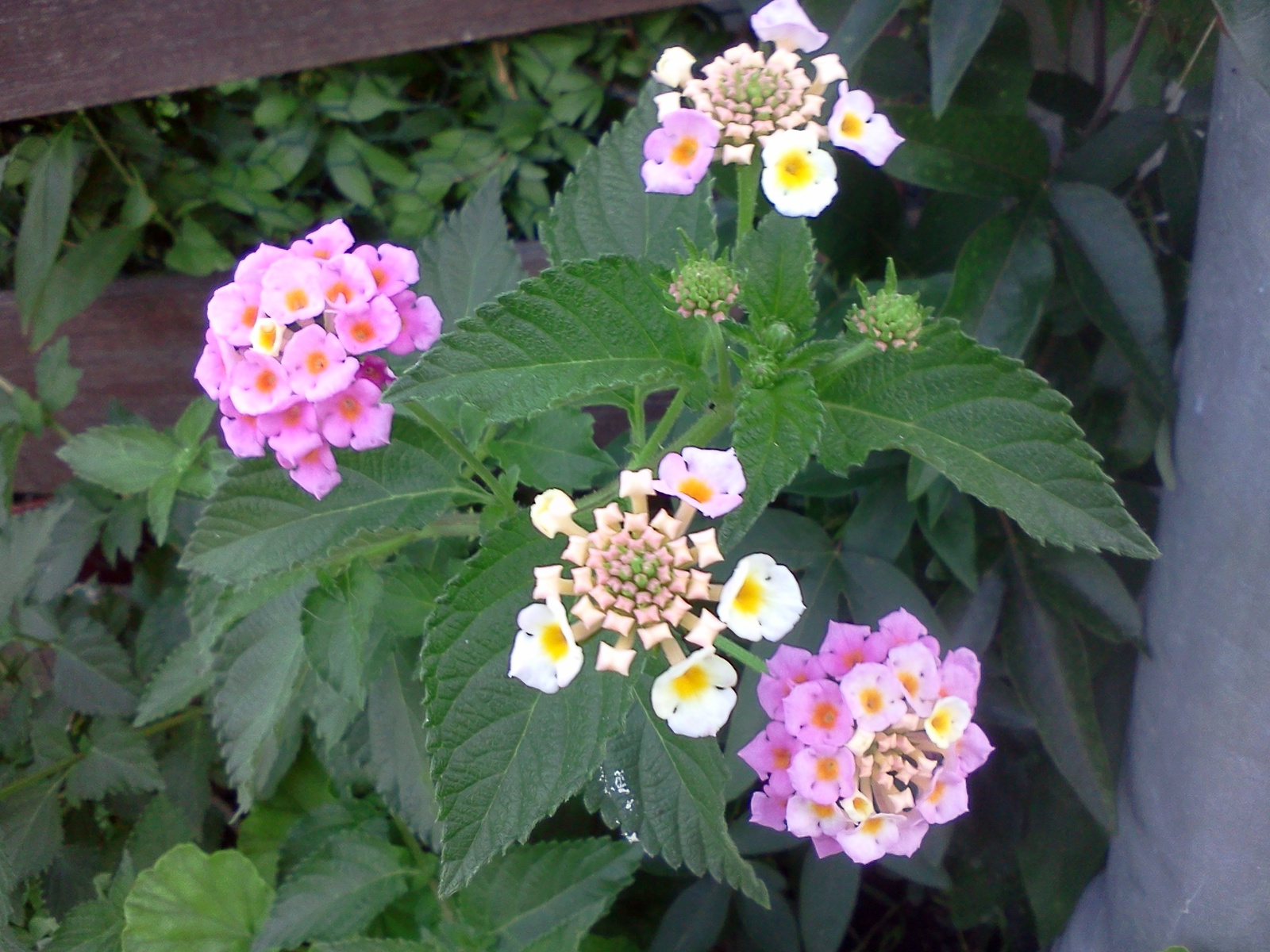 Sétányrózsa - Lantana Camara 'Bandana Pink'