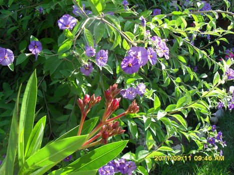 Nerium Oleander ’Splendens Giganteum’ bimbó és enciánfa