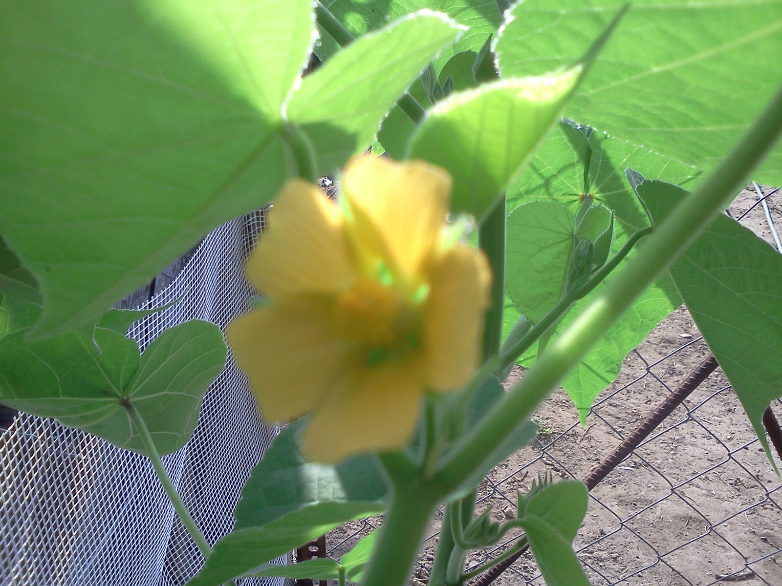 Abutilon theophrasti - Selyemmályva