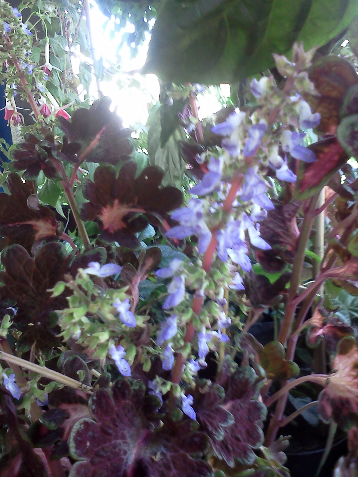 Coleus