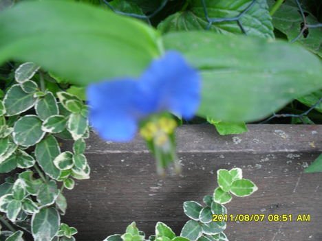 Commelina