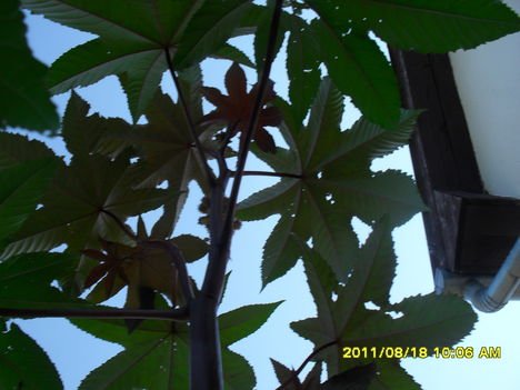 Ricinus alulról