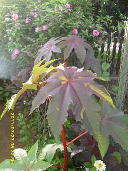 Ricinus654654