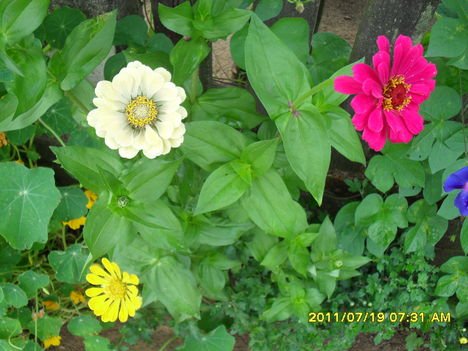 zinniak 1114028 5784 n