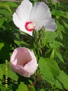 Hibiszkusz445