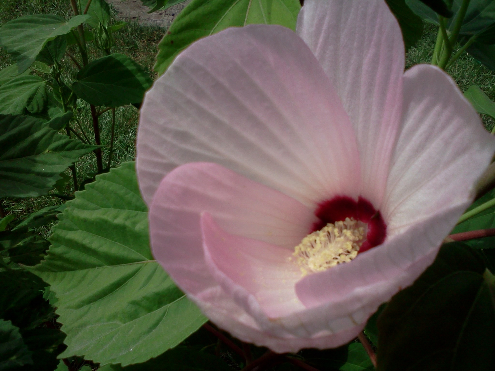 Mocsári hibiszkusz nyílóban 4234